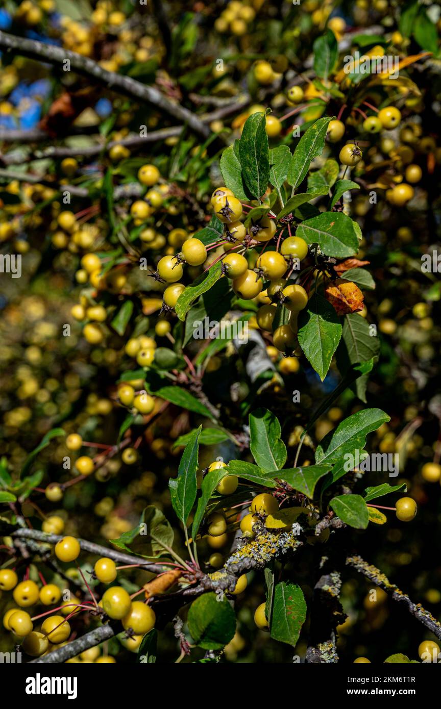 Or d'hiver Malus, or d'hiver de la pomme de crabe, Rosaceae. Fruit jaune sous le soleil d'automne. Banque D'Images