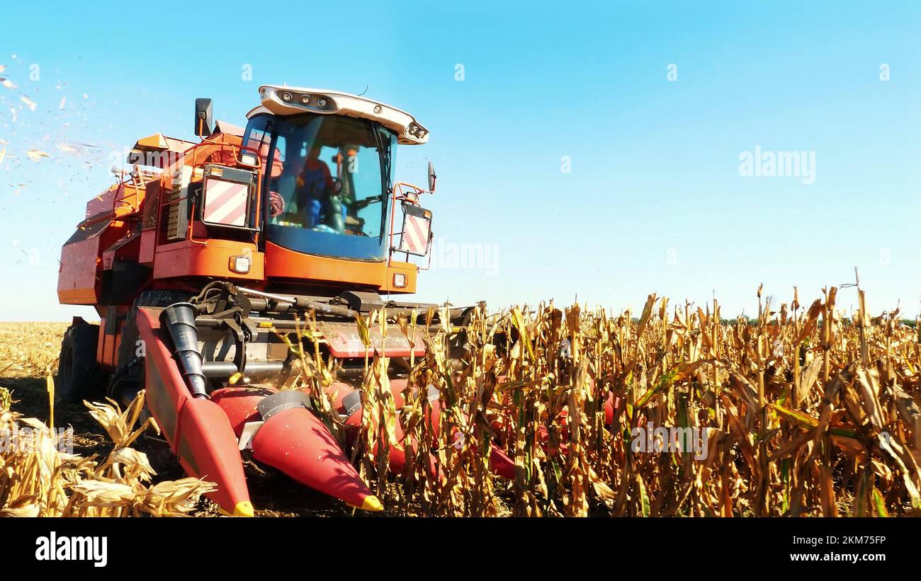 le travailleur est assis dans la cabine de la grande moissonneuse-batteuse rouge et contrôle la récolte du maïs. automne. récolte de maïs. Agriculture. Photo de haute qualité Banque D'Images