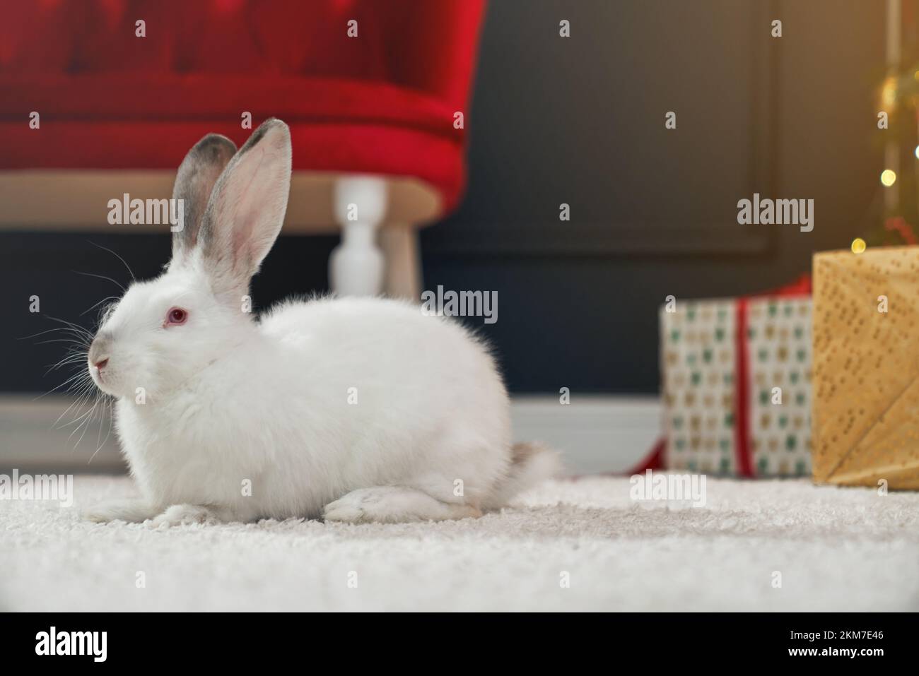 Vue latérale d'un joli lapin en fourrure, assis sur un tapis blanc. Symbole  du nouvel an 2023 ayant photoshoot dans un studio décoré avant le nouvel  an. Concept de vacances et de