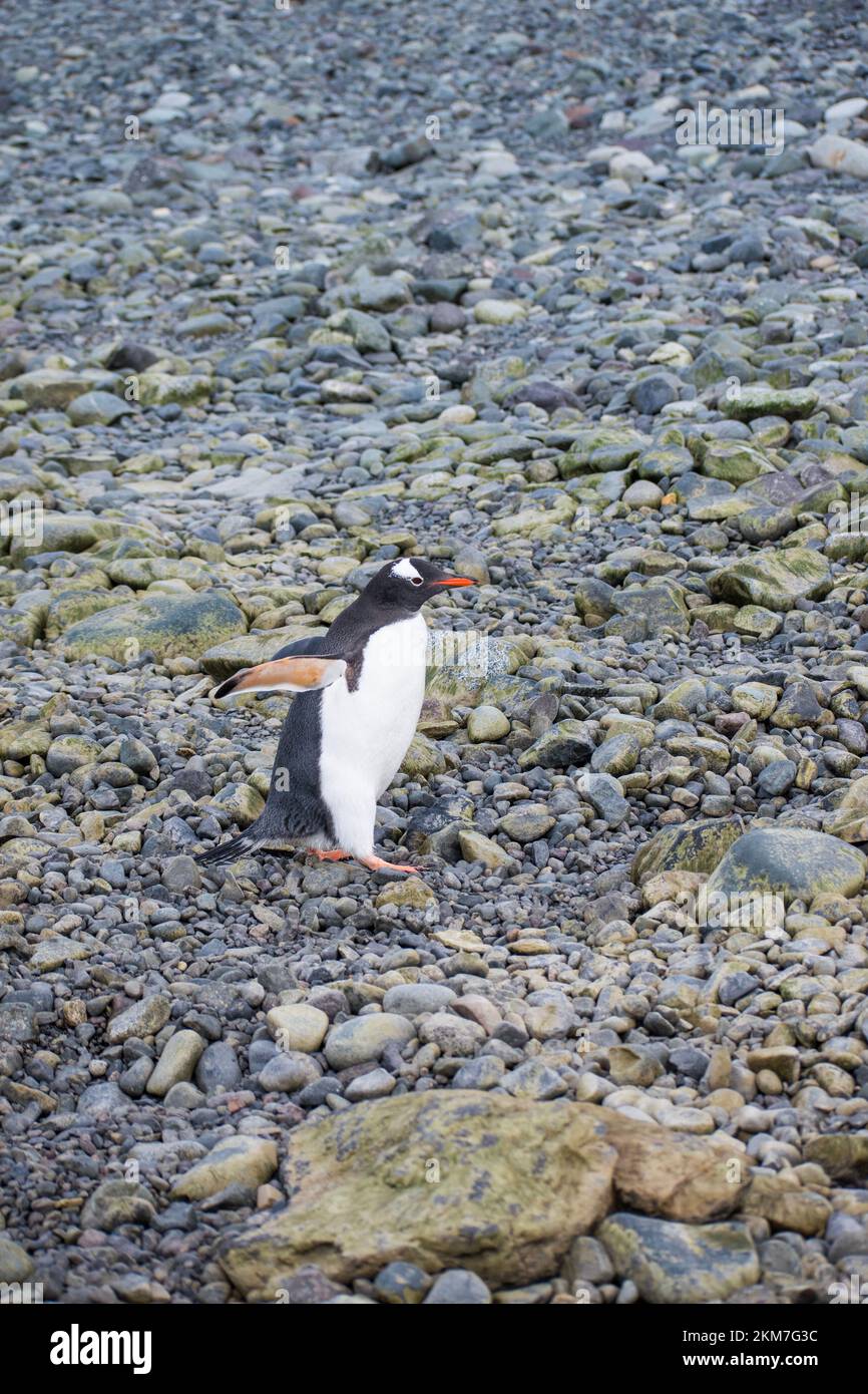 Penguin Gentoo dans leur habitat naturel, Antarctique pendant le sprint. Banque D'Images