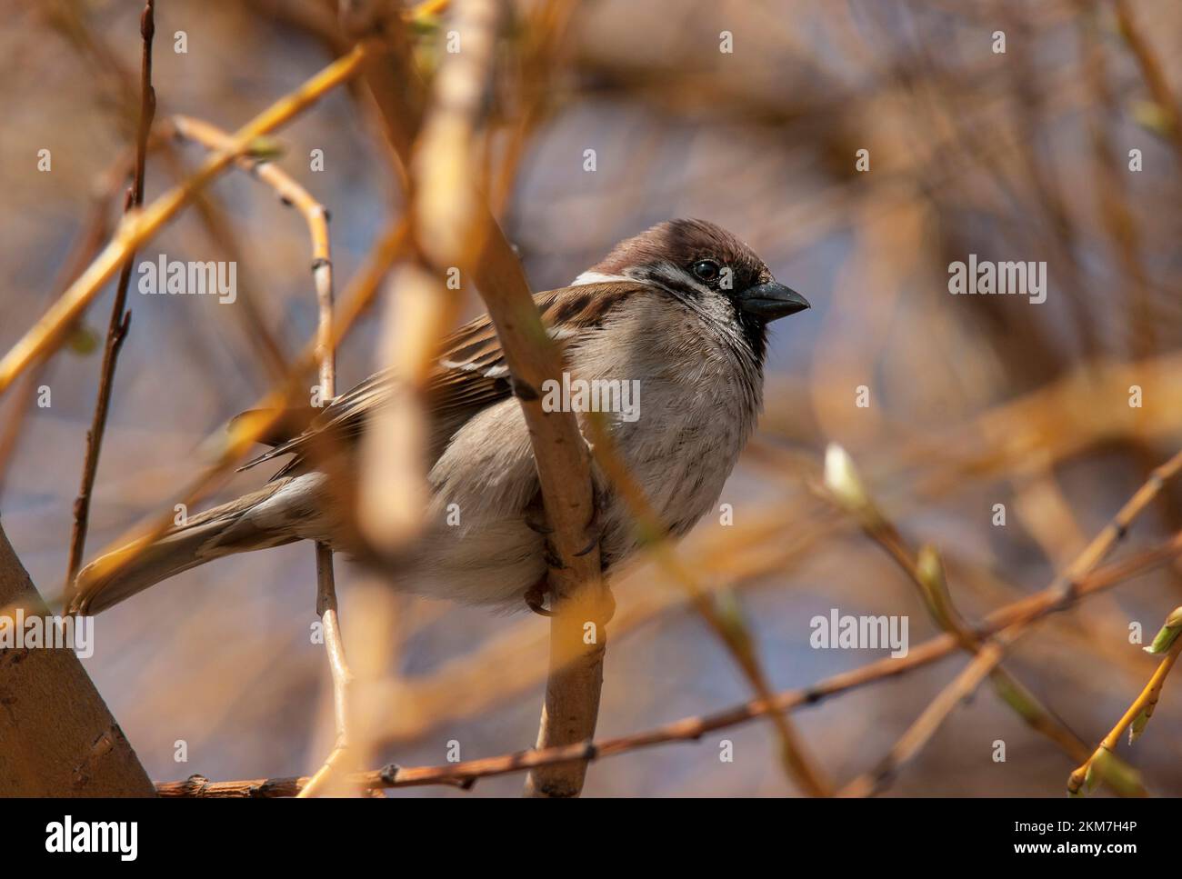 Abriter le moineau (lat. Passant domesticus) sur une branche au printemps. Europe. Ukraine. Banque D'Images