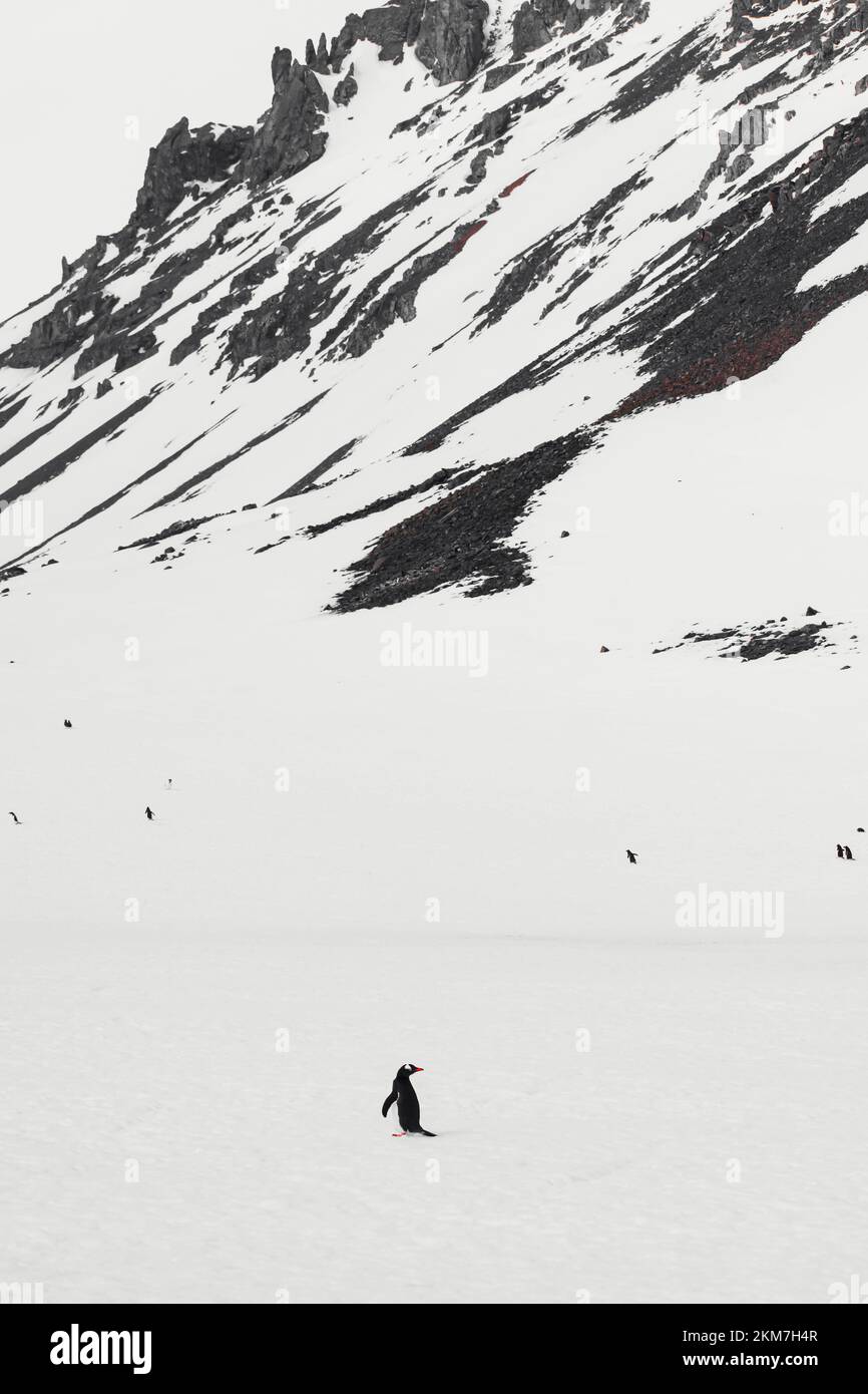 Penguin Gentoo dans leur habitat naturel, Antarctique pendant le sprint. Banque D'Images