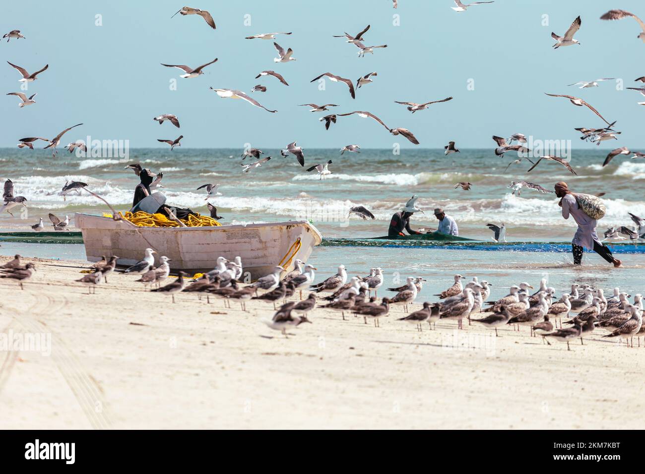 Pêcheurs qui attrapent des sardines depuis la plage de Salalah. Un grand filet plein de sardines. Les mouettes volent. Salalah, Oman. Péninsule arabique. Banque D'Images