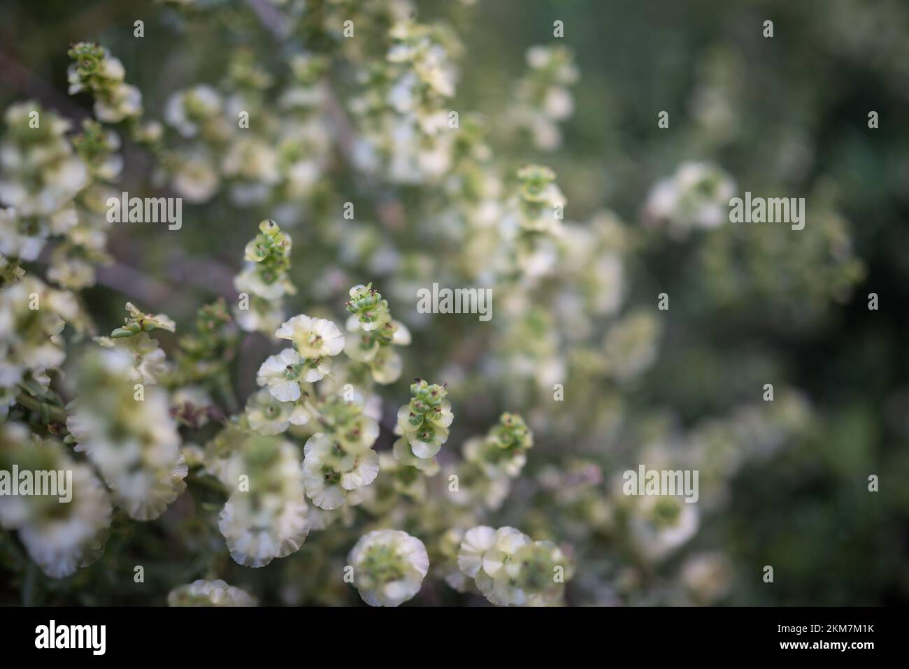 Petites fleurs blanches de gros plan. Fleur de cotonbush de l'est. Papier peint été nature Banque D'Images