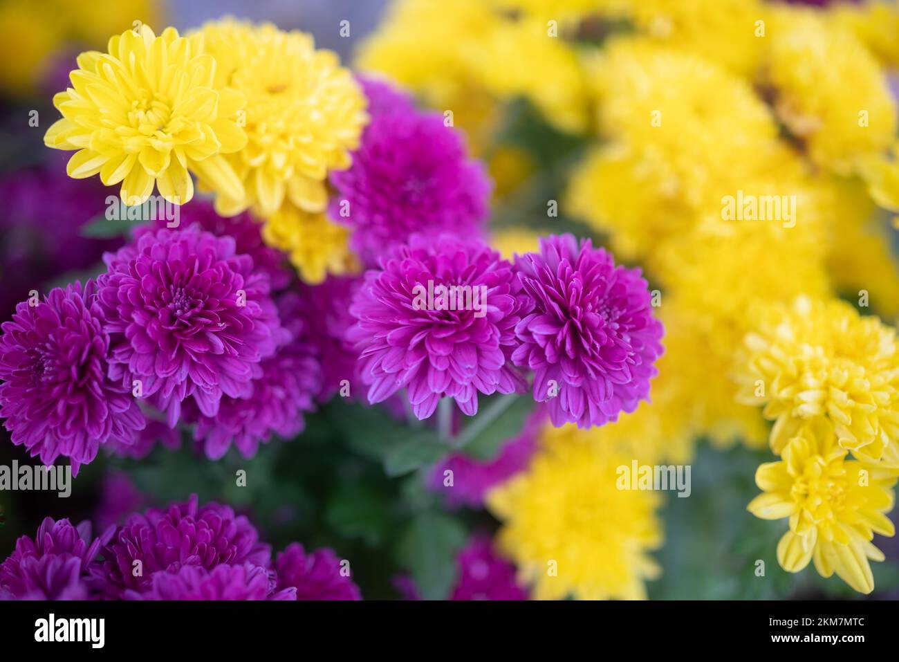 Fleurs violettes et jaunes en gros plan. Bouquet de mamans ou Naalias chrysanthème Banque D'Images