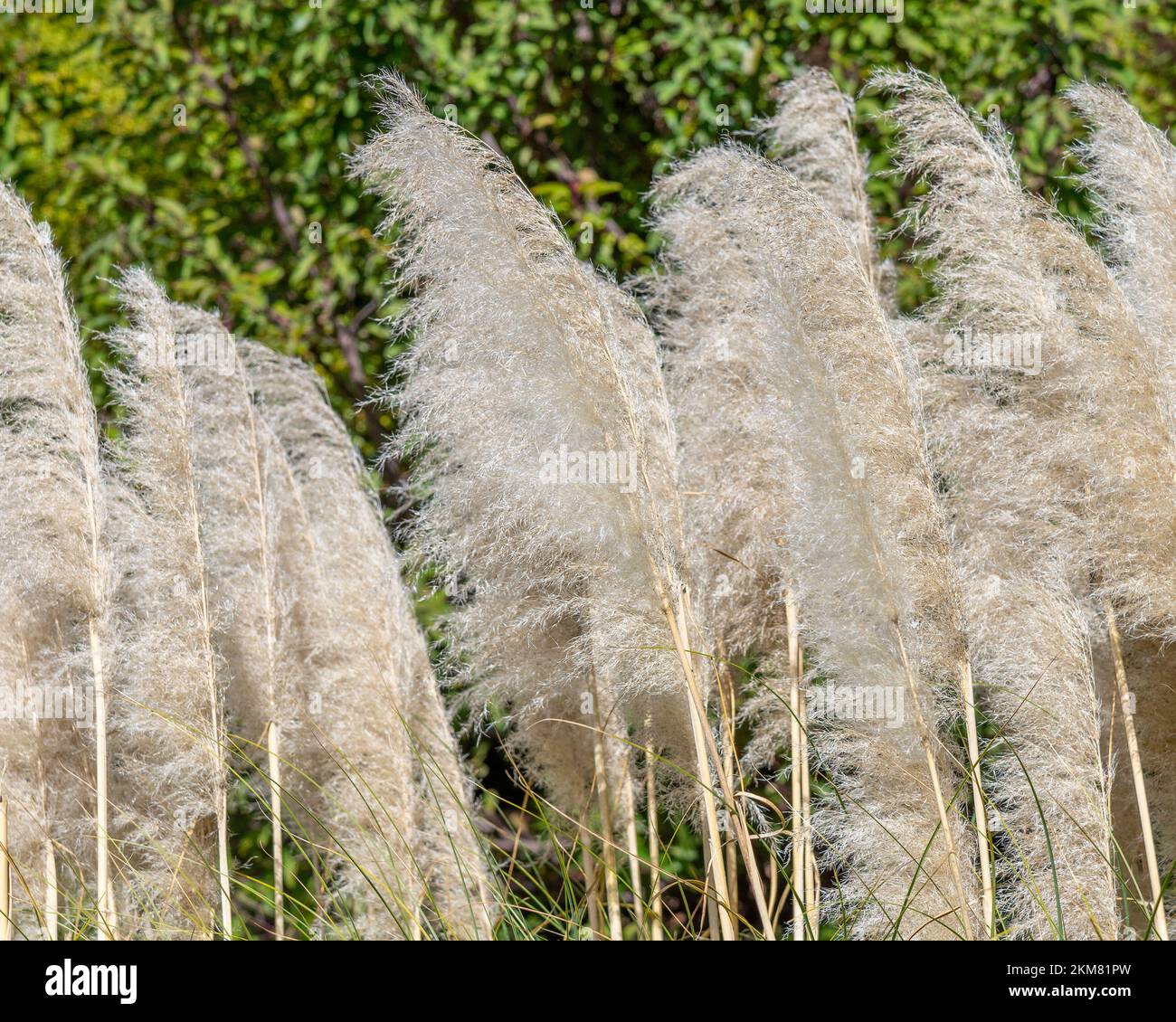 Gros plan de l'herbe de Pampas (Cortaderia selloana), une espèce de plantes envahissantes à Los Angeles, CA. Banque D'Images