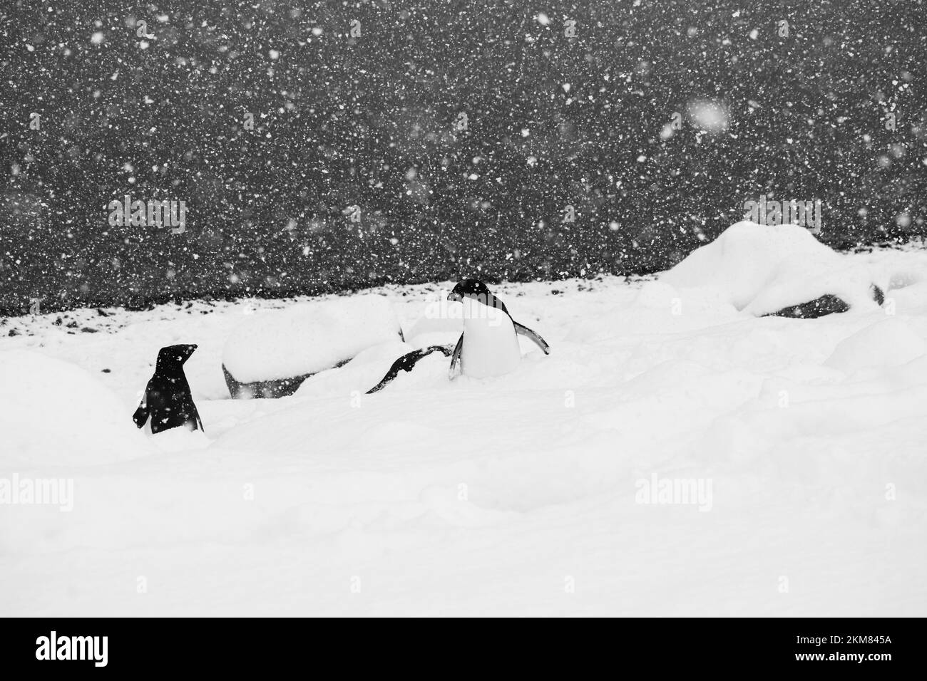 Les pingouins d'Adélie et de Gentoo se frayent un chemin dans le paysage enneigé de la baie de Neko Harbour de la péninsule antarctique. Banque D'Images