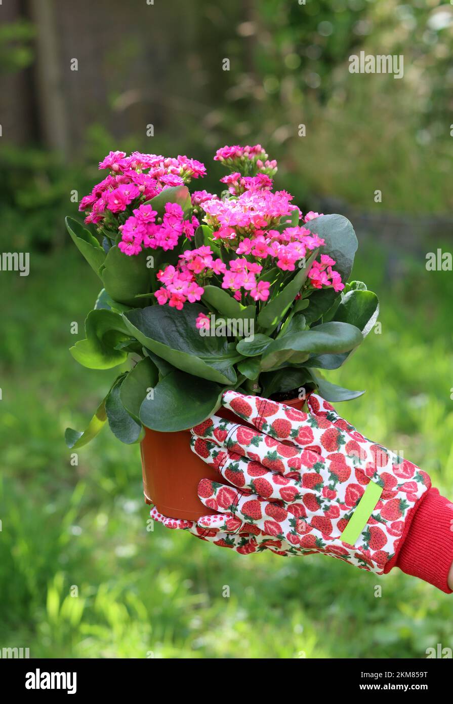 Mains de femme en gants de jardin rouges tenant une plante en pot à fleurs. Herbe verte sur fond. Travaux de jardin d'été. Banque D'Images