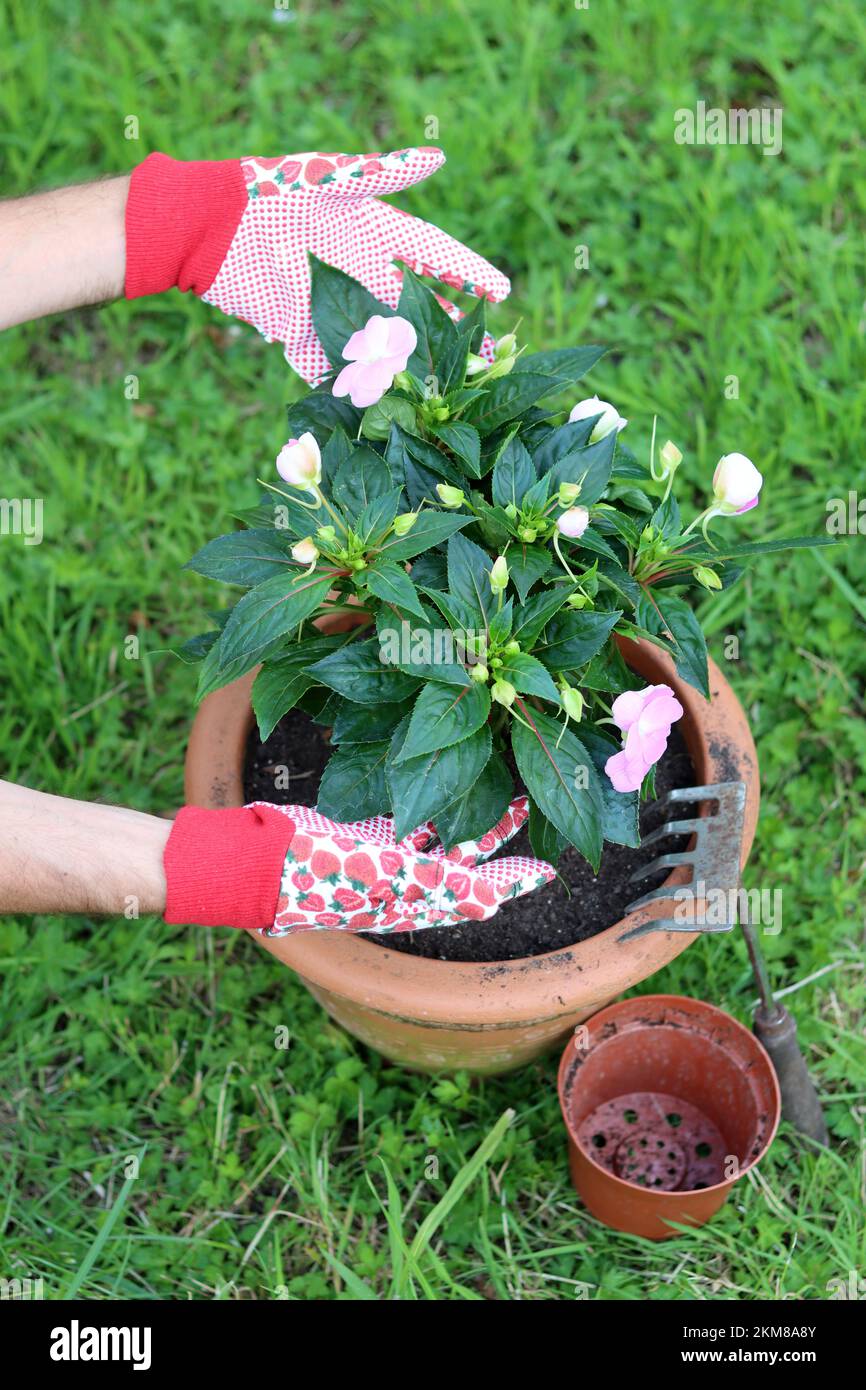 Jardinier travaillant à l'extérieur. Gros plan des mains dans des gants rouges amusants. Journée ensoleillée dans un jardin. Banque D'Images