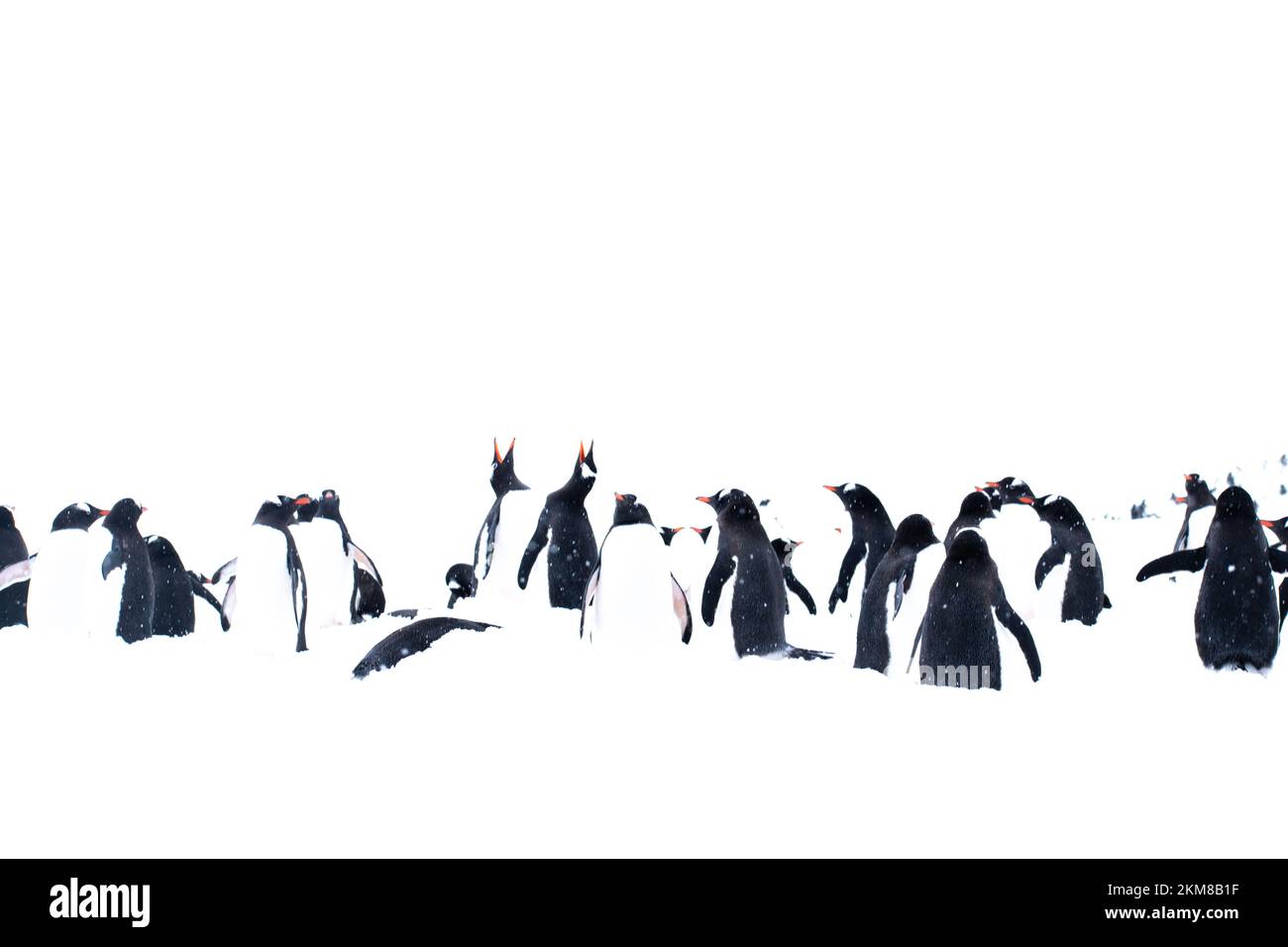 Groupe de pingouins gentoo debout dans la neige en Antarctique, surexposition pour en faire une illustration Banque D'Images