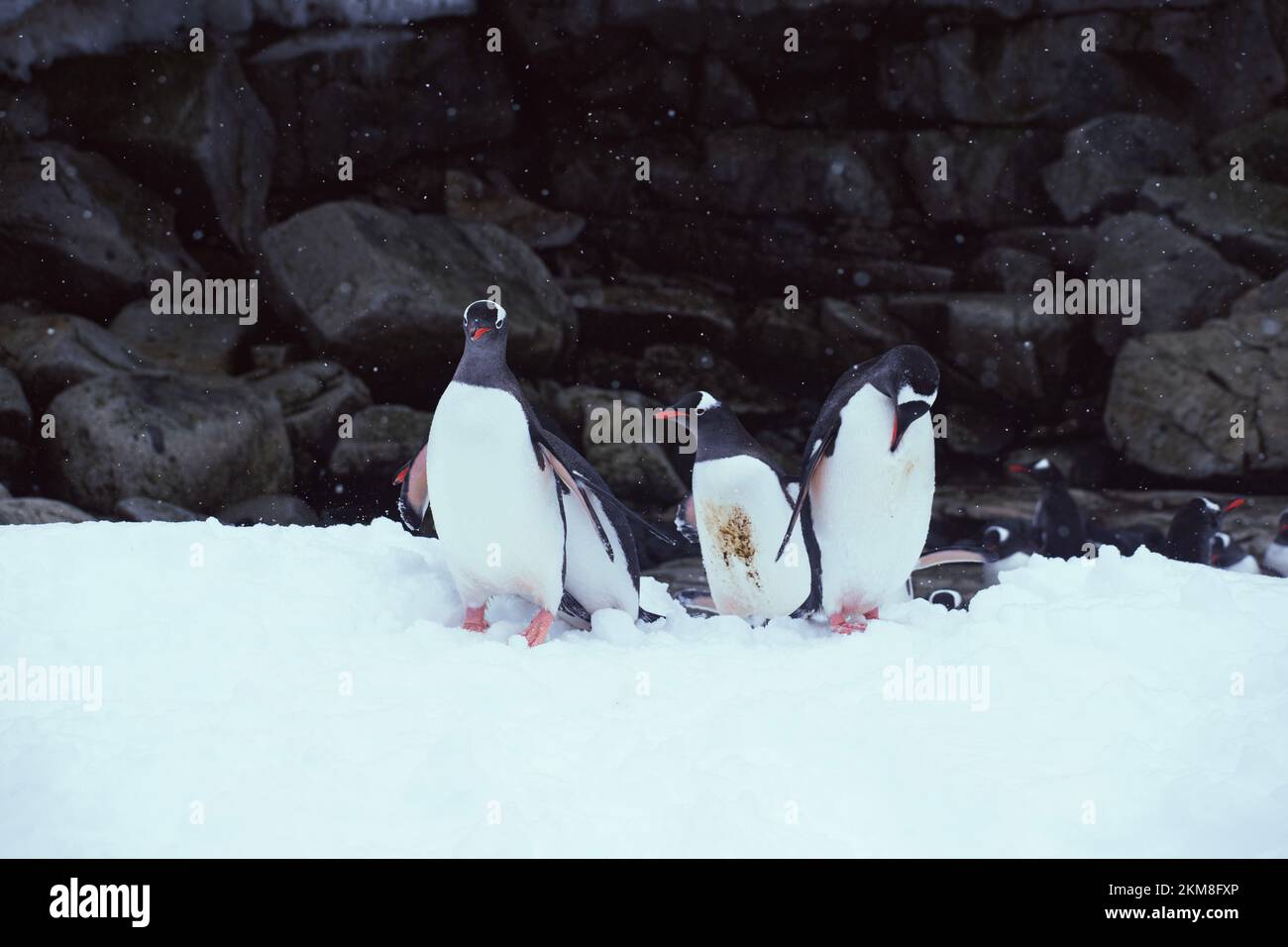 Gentoo Penguins sur l'île Petermann enneigée en Antarctique. Marcage sur la colline enneigée avec un mur rocheux en arrière-plan. Banque D'Images