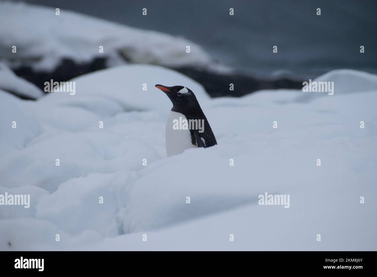 Pingouins attendant que la neige fond en Antarctique pour commencer à construire un prochain pour l'été. Banque D'Images