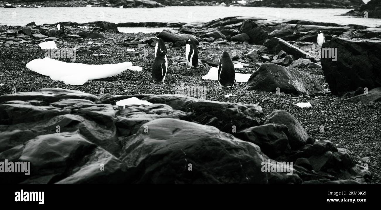 Pingouins attendant que la neige fond en Antarctique pour commencer à construire un prochain pour l'été. Banque D'Images