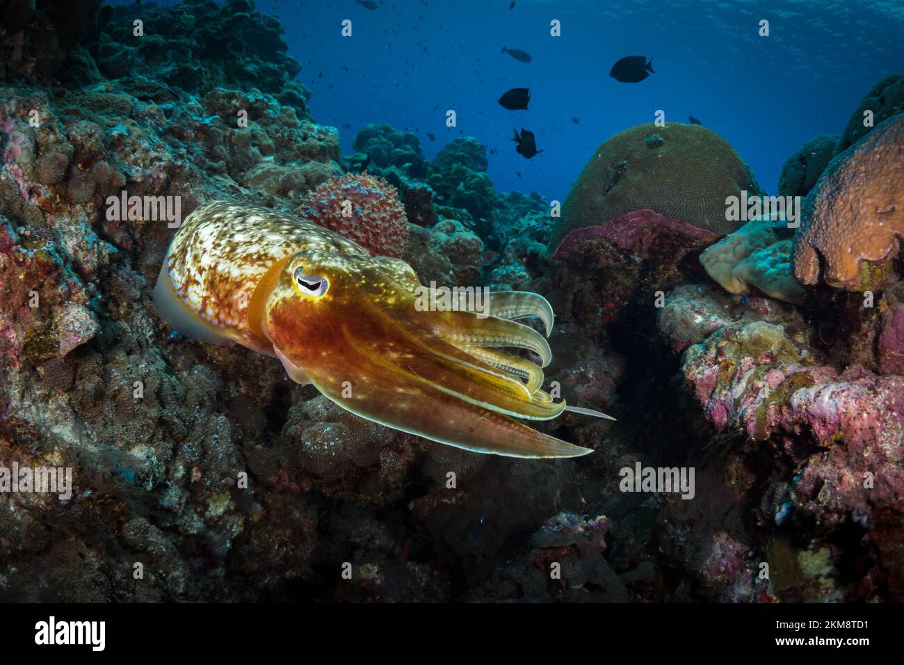 Belle seiche changeant la texture de sa peau pour camoufler sur le récif de corail Banque D'Images