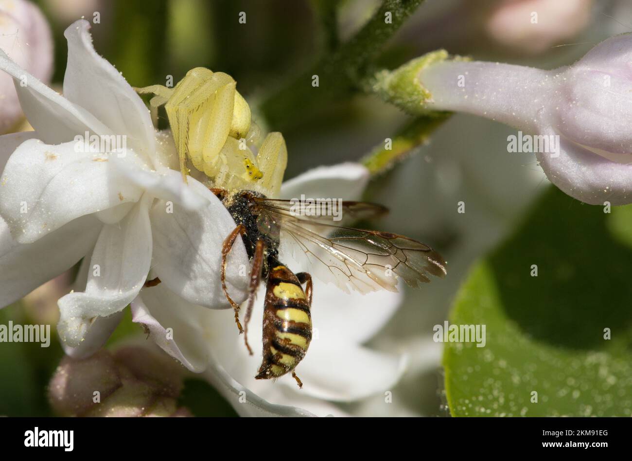 Araignée de crabe assise sur la fleur de pomme avec une guêpe comme proie Banque D'Images