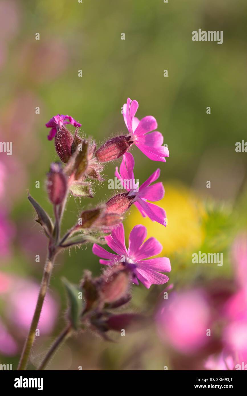 campion rouge avec un fond de fleurs jaunes au printemps Banque D'Images