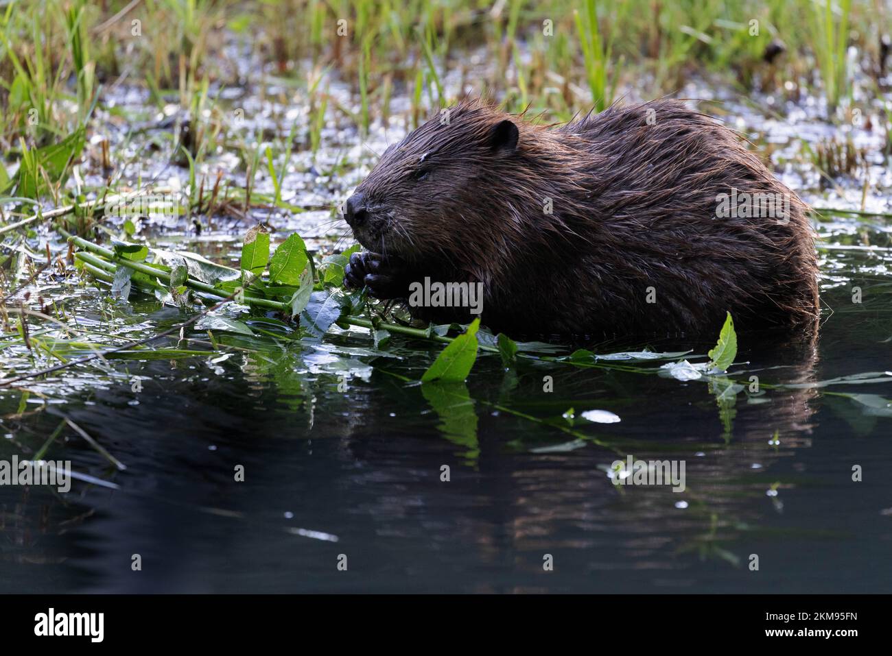 Branche européenne de saule Beaver mangeant. Animal sauvage dans une crique à Frankonia Banque D'Images