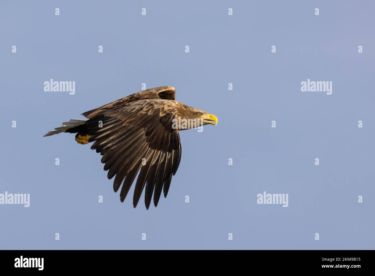 Aigle de mer à queue blanche volant et chasse au poisson en Norvège Banque D'Images