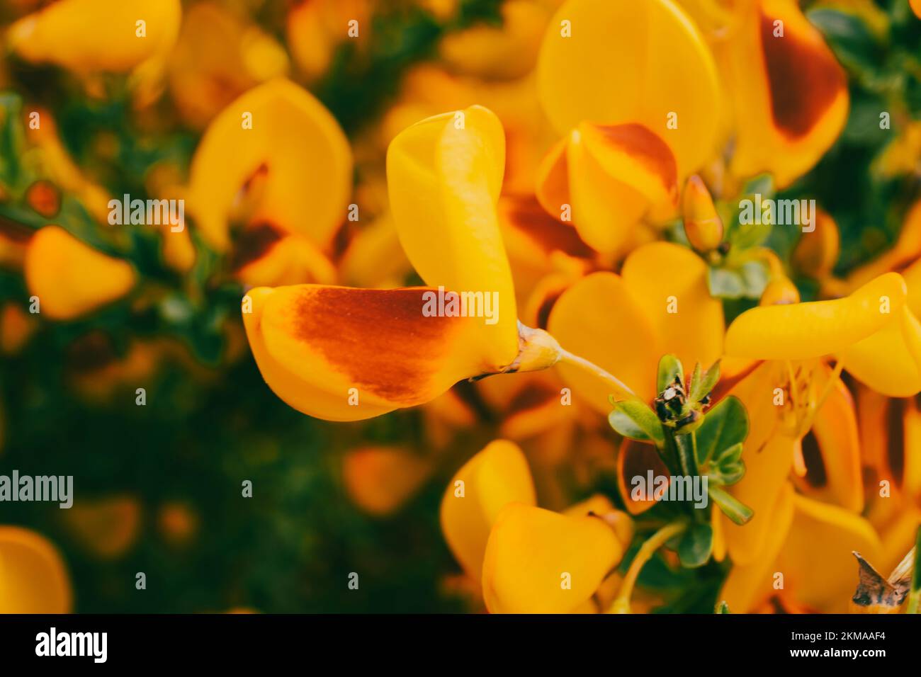 Plantes de balai Scotch vibrantes à Bloom à Ushuaia, en Argentine. En pleine fleur avec des teintes riches de jaune et de rouge. Banque D'Images