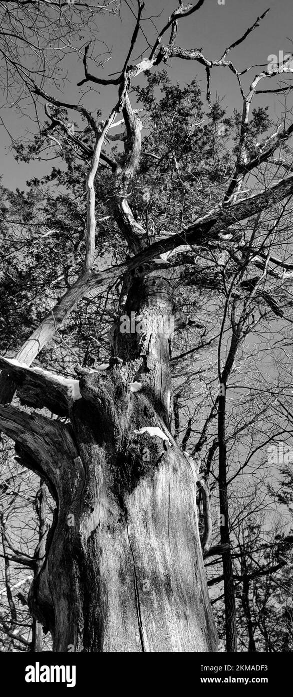 Cliché vertical en niveaux de gris d'un vieux arbre dans une forêt Banque D'Images