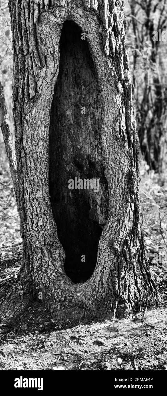 Image verticale en niveaux de gris d'un tronc d'arbre avec un grand trou dans une forêt Banque D'Images