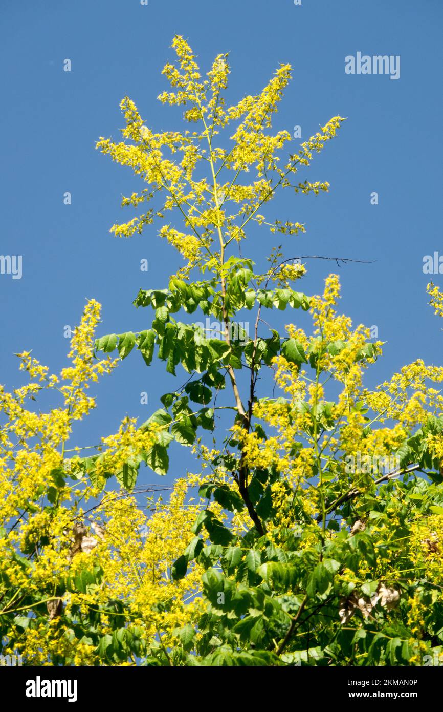 Arbre de Goldenrain, Koelreuteria paniculata, arbre de pluie doré, Koelreuteria, arbre de la fierté de plante de floraison de l'Inde Banque D'Images