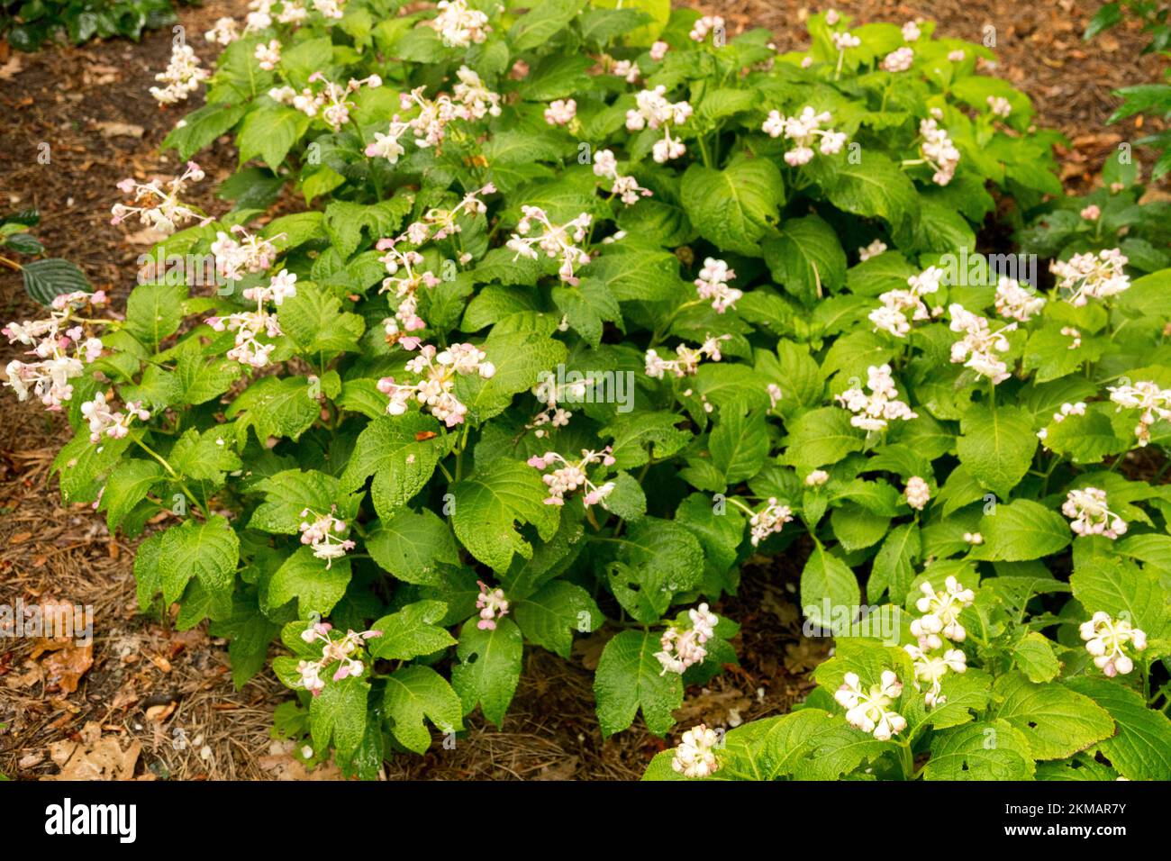 Blanc, fleurs, fleurs, fausse hortensia, Deinanthe bifida, Feuilles, lieu d'ombre de plante Banque D'Images