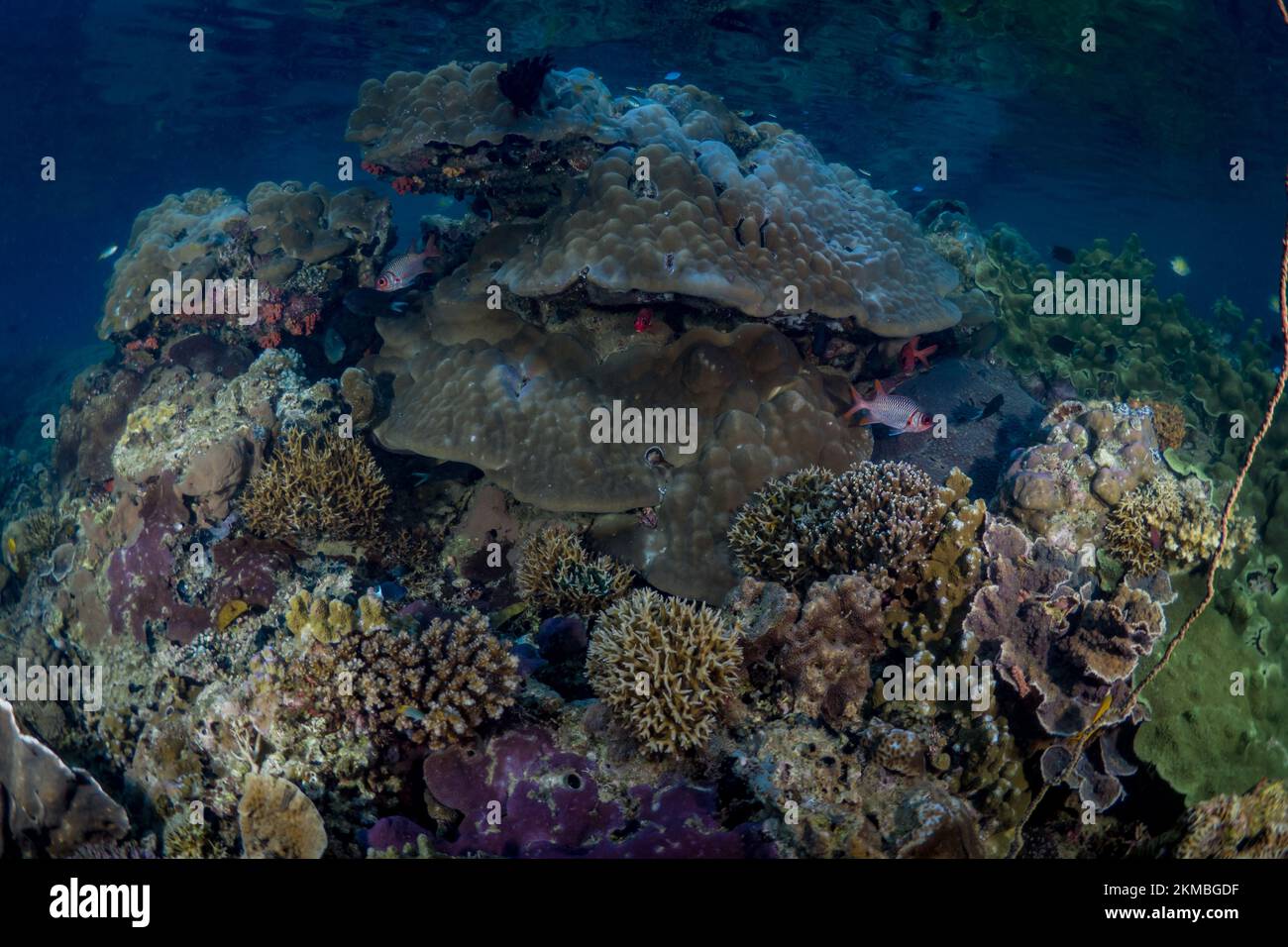 Jardin de corail immaculé et sain sur un récif de corail peu profond dans l'Indo-pacifique Banque D'Images