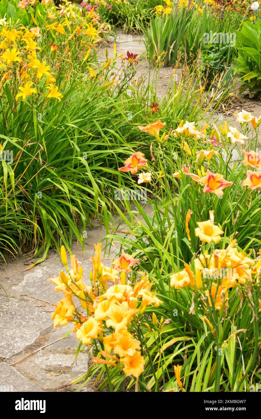 Petit, sentier dans le jardin, Hemerocallis, plantes, scène de Daylilies Banque D'Images