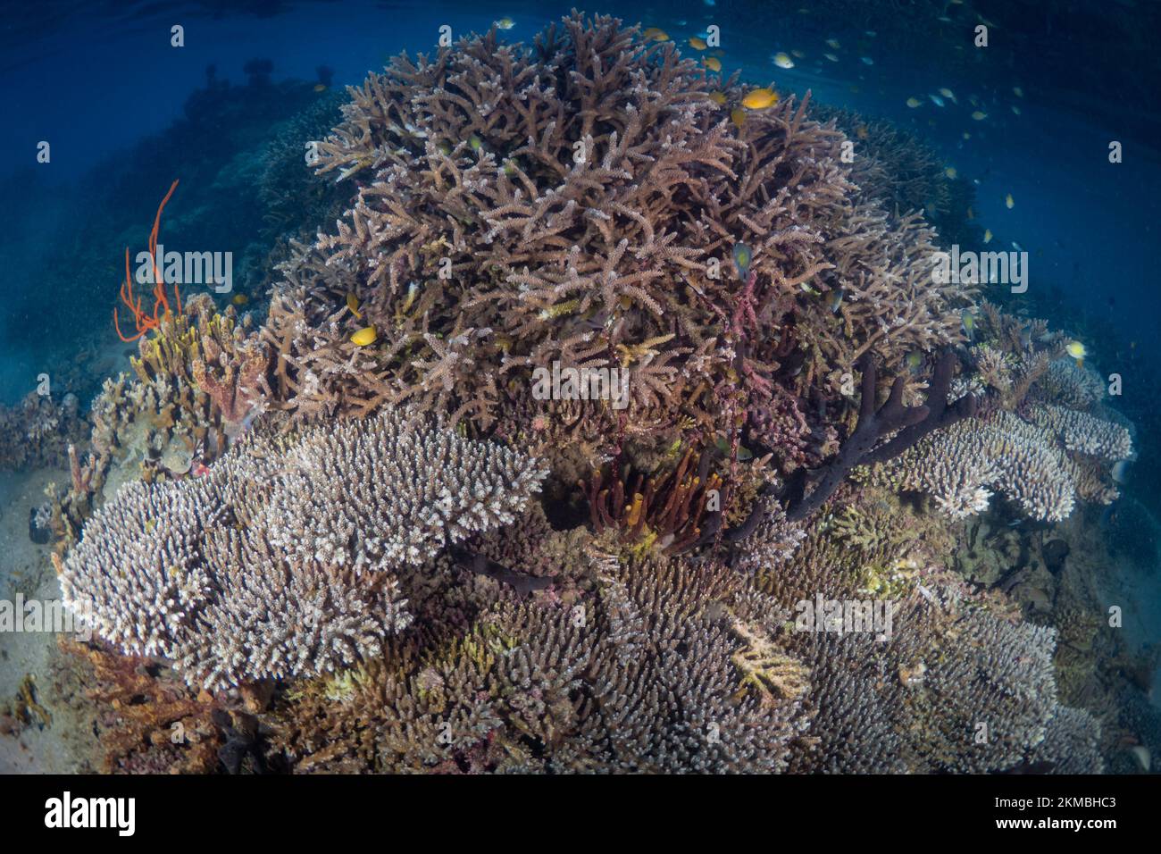 Jardin de corail immaculé et sain sur un récif de corail peu profond dans l'Indo-pacifique Banque D'Images