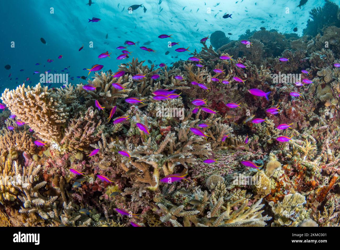 Jardin de corail immaculé et sain sur un récif de corail peu profond dans l'Indo-pacifique Banque D'Images