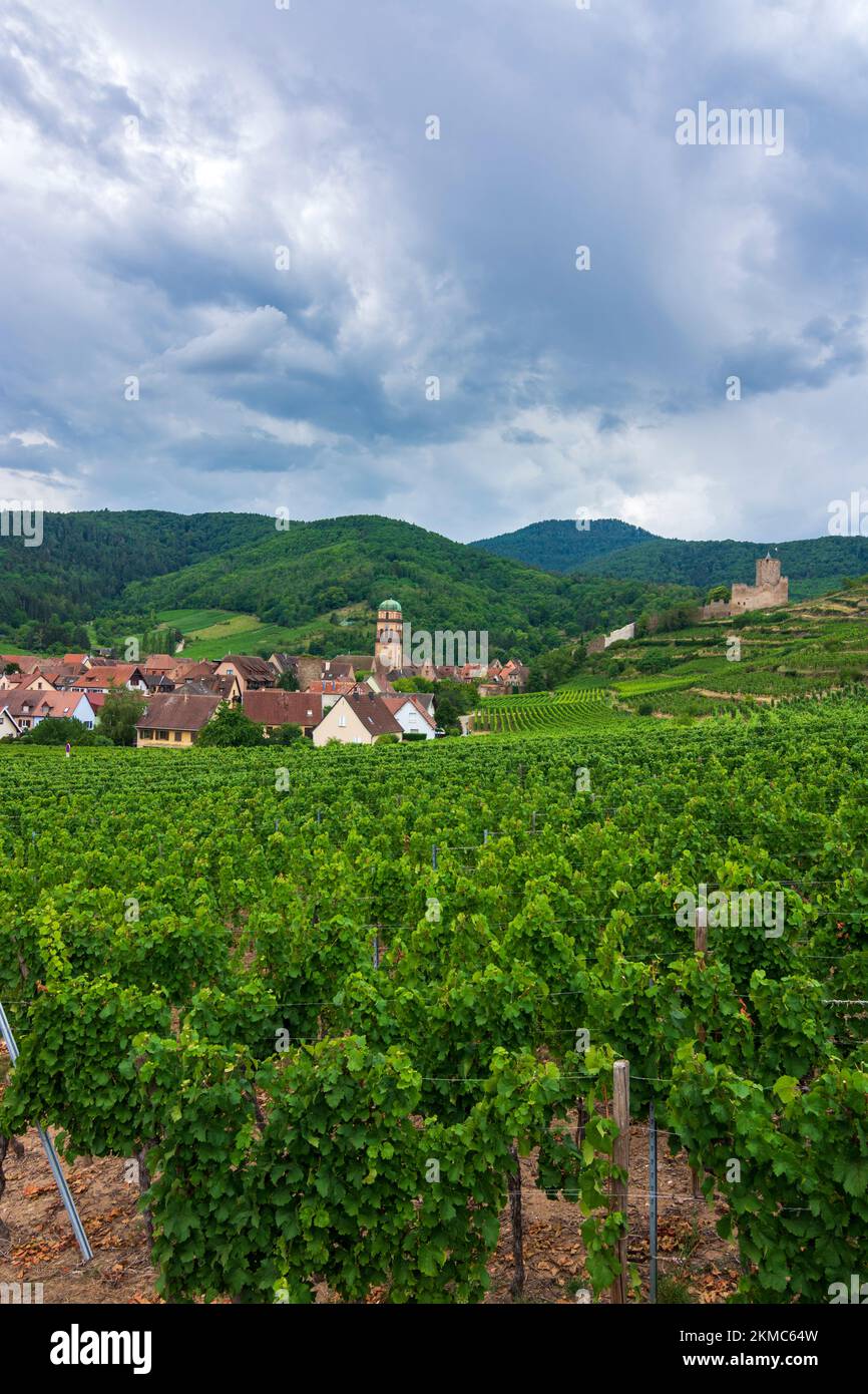 Kaysersberg : ancien hôtel de ville, vignoble, Château de Kaysersberg en Alsace (Elssass), Haut-Rhin (Oberelsss), France Banque D'Images