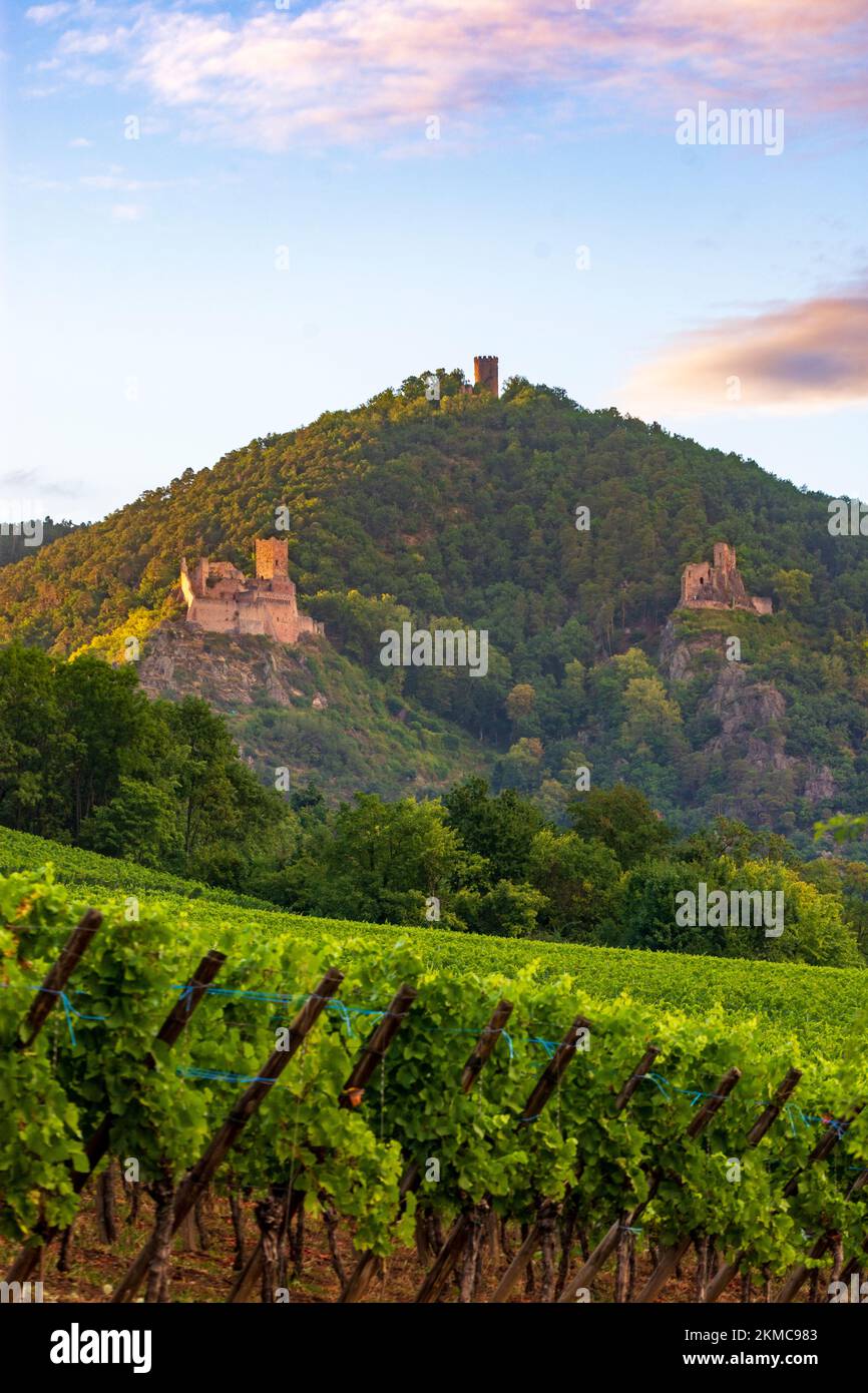 Ribeauville (Rappoltsweiler, Rappschwihr) : ruines de 3 châteaux, Saint-Ulrich, Girsberg et Haut-Ribeaupierre, vignoble d'Alsace (Elsss), Haut-Rhin (O Banque D'Images