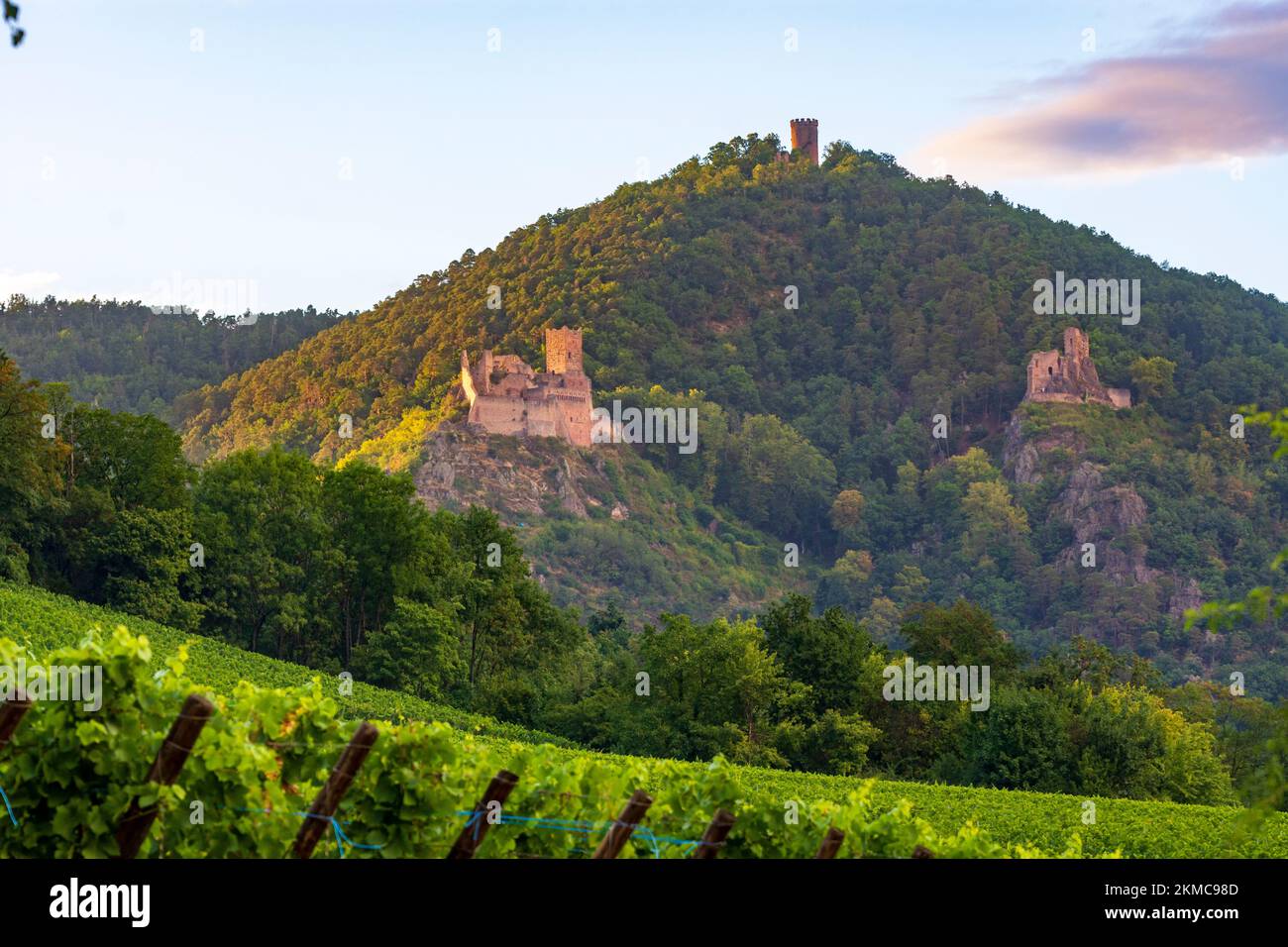 Ribeauville (Rappoltsweiler, Rappschwihr) : ruines de 3 châteaux, Saint-Ulrich, Girsberg et Haut-Ribeaupierre, vignoble d'Alsace (Elsss), Haut-Rhin (O Banque D'Images