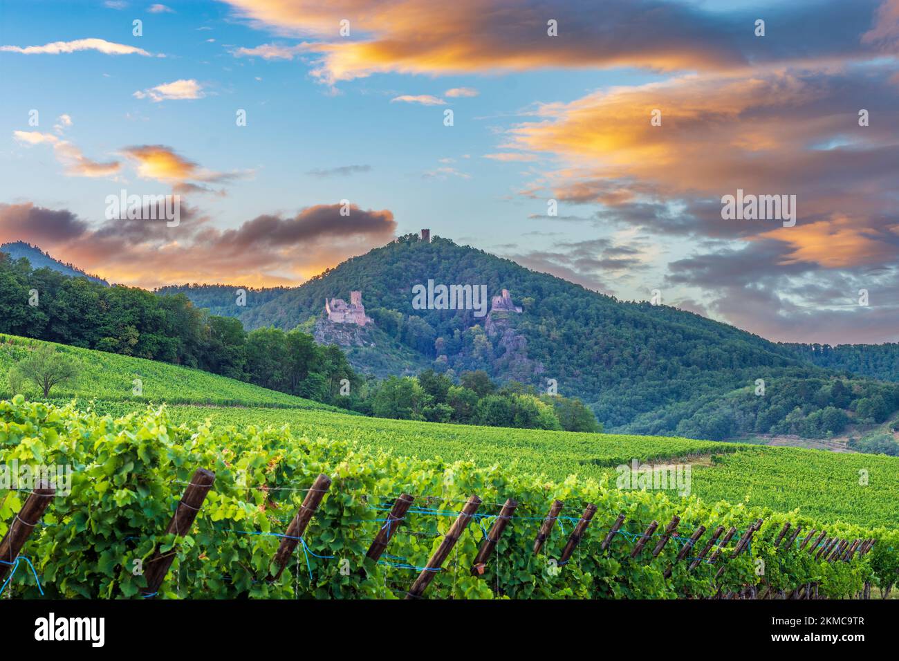Ribeauville (Rappoltsweiler, Rappschwihr) : ruines de 3 châteaux, Saint-Ulrich, Girsberg et Haut-Ribeaupierre, vignoble d'Alsace (Elsss), Haut-Rhin (O Banque D'Images