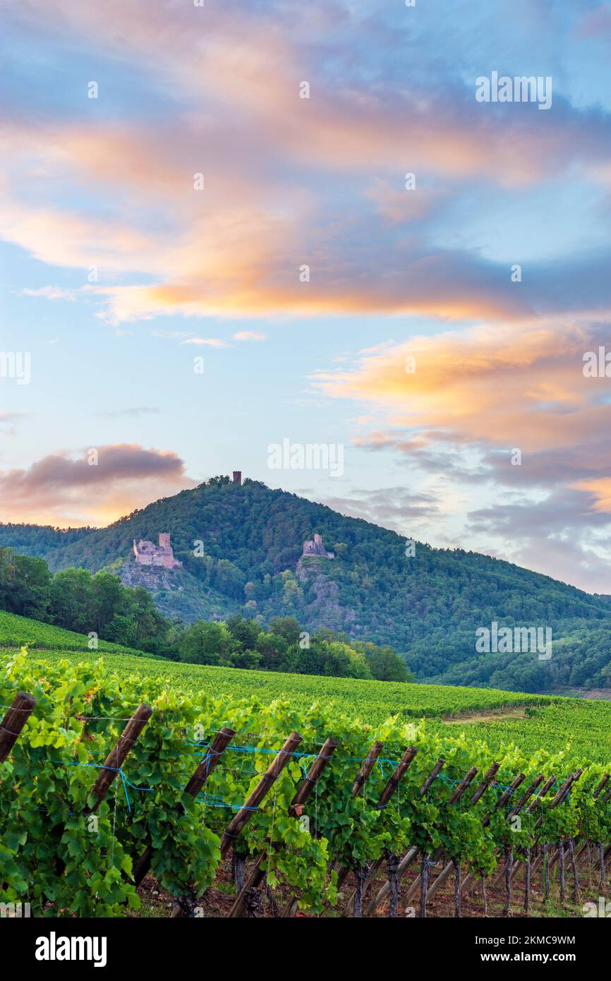 Ribeauville (Rappoltsweiler, Rappschwihr) : ruines de 3 châteaux, Saint-Ulrich, Girsberg et Haut-Ribeaupierre, vignoble d'Alsace (Elsss), Haut-Rhin (O Banque D'Images