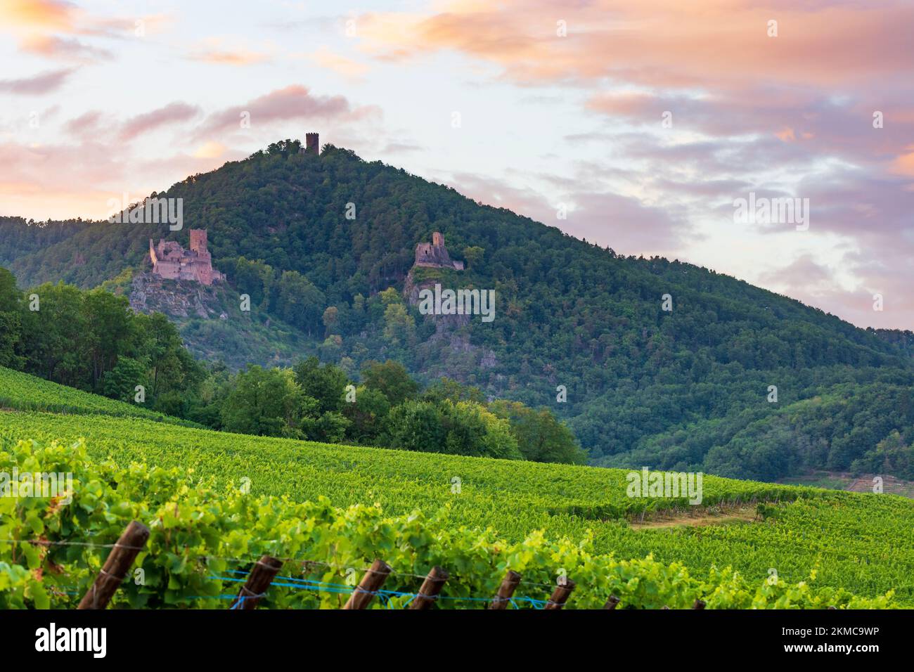 Ribeauville (Rappoltsweiler, Rappschwihr) : ruines de 3 châteaux, Saint-Ulrich, Girsberg et Haut-Ribeaupierre, vignoble d'Alsace (Elsss), Haut-Rhin (O Banque D'Images