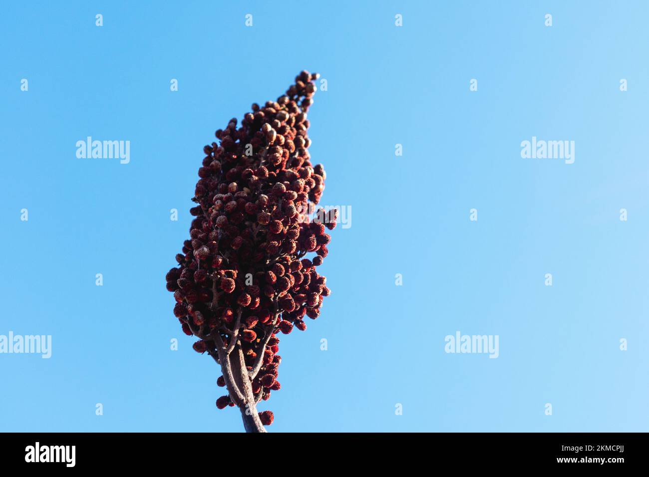 Une grappe de baies sumac qui ont survécu à l'hiver. Pris au début du printemps Banque D'Images