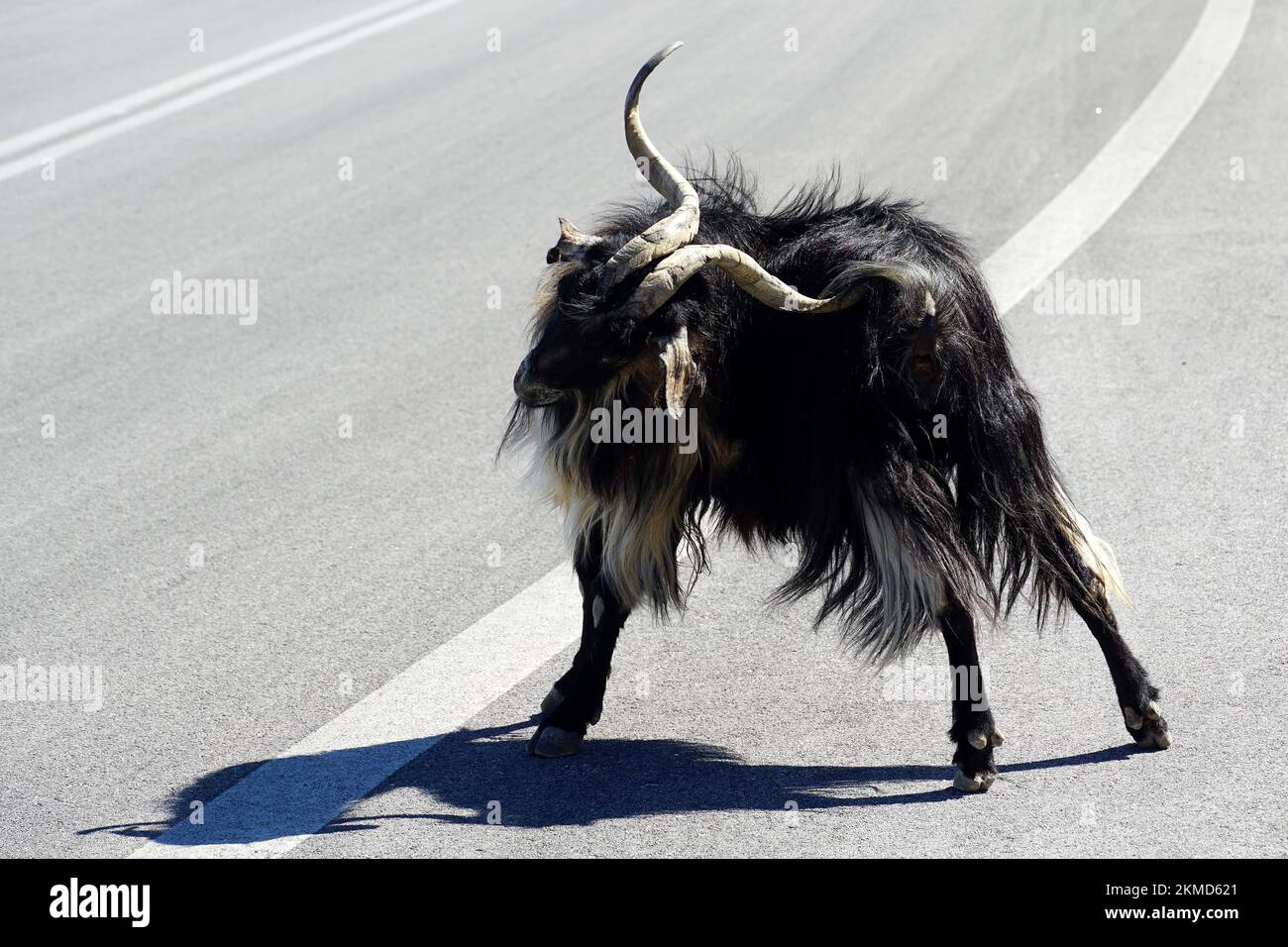 Chèvre domestique, Hausziege, házikecske, chèvre domestique, Capra aegagrus hircus, Crète, Grèce, Europe Banque D'Images