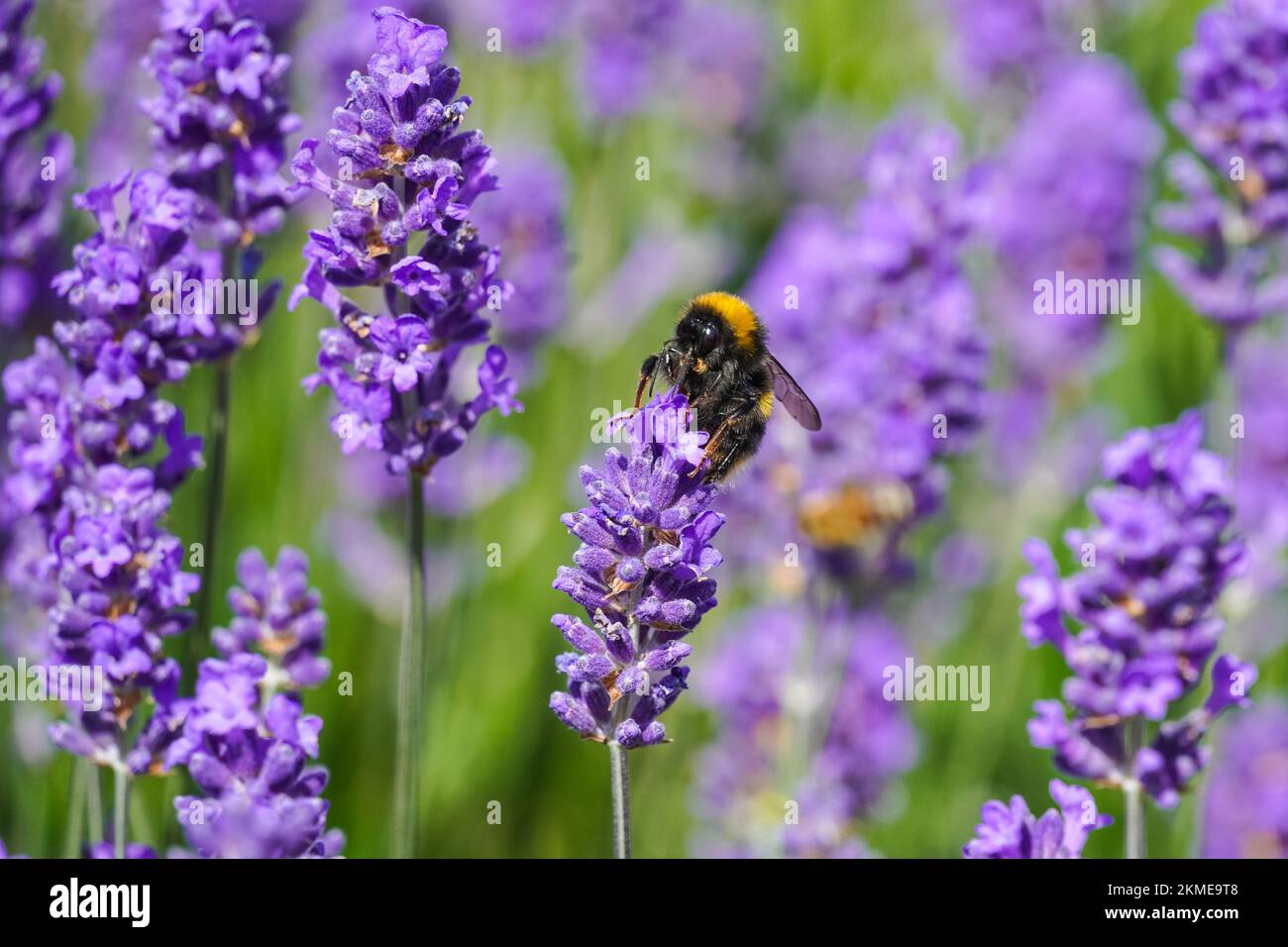 Bourdon sur fleur de lavande pourpre dans le pré, Bombus terrestris Bumblebee Banque D'Images
