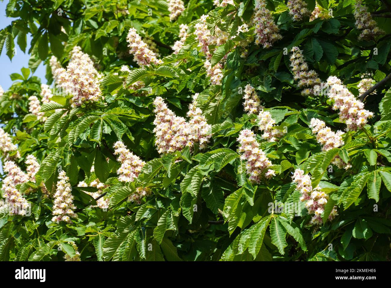 Fleurs blanches de châtaignier de cheval en fleurs Banque D'Images