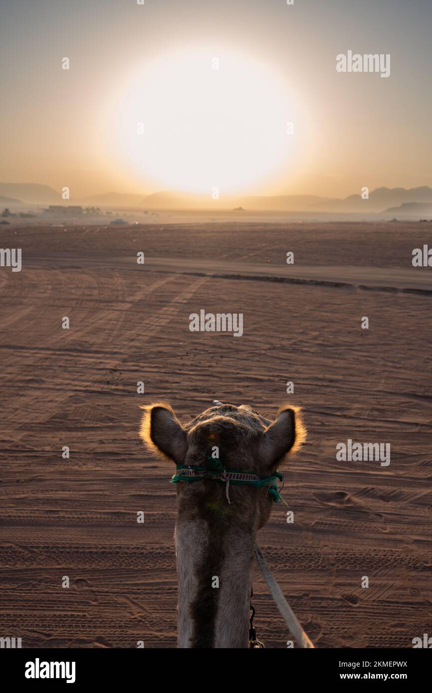 Lever du soleil tôt le matin et Dromadary Camel Head dans le désert de Wadi Rum, en Jordanie Banque D'Images Lever du soleil tôt le matin et Dromadary Camel Head dans le désert de Wadi Rum, en Jordanie Banque D'Images