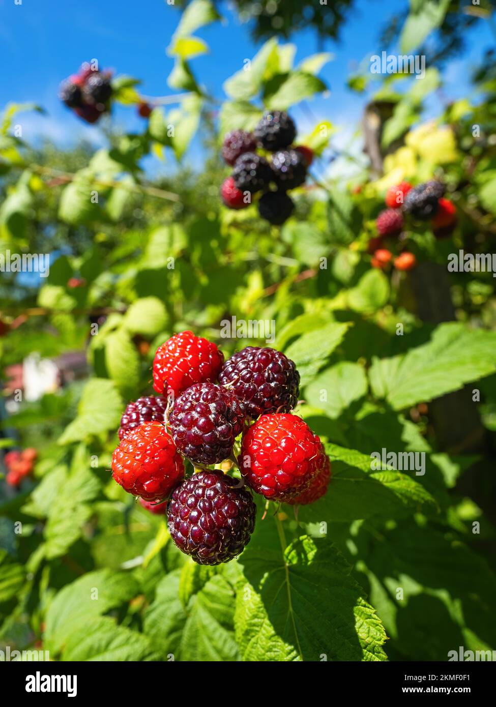 Mûres fraîches naturelles dans le jardin. Bouquet de framboises noires mûres et non mûres - Rubus occidentalis - cultivar BRISTOL sur branche de plante avec l vert Banque D'Images