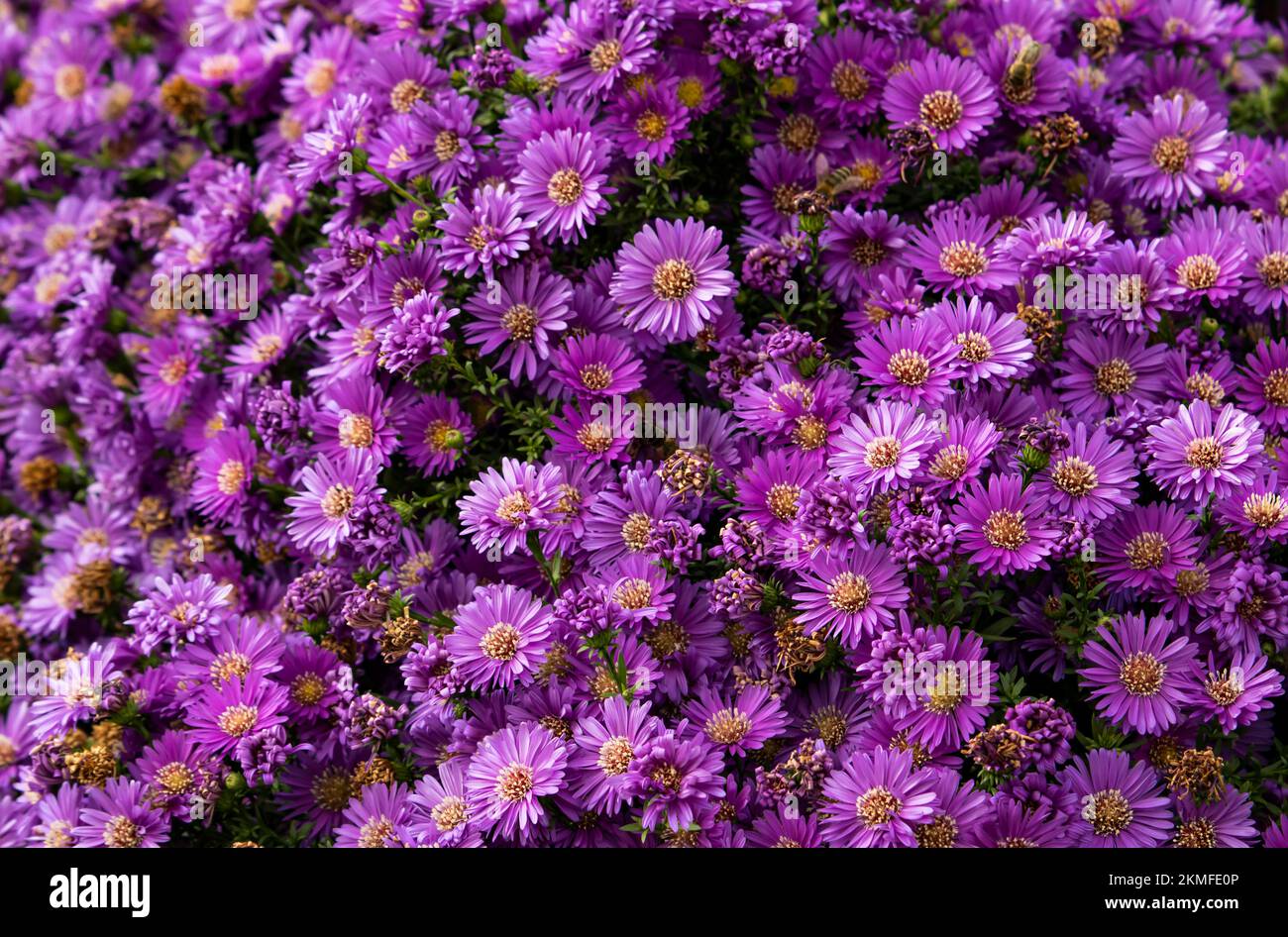 Aster, aster rose violet Banque D'Images