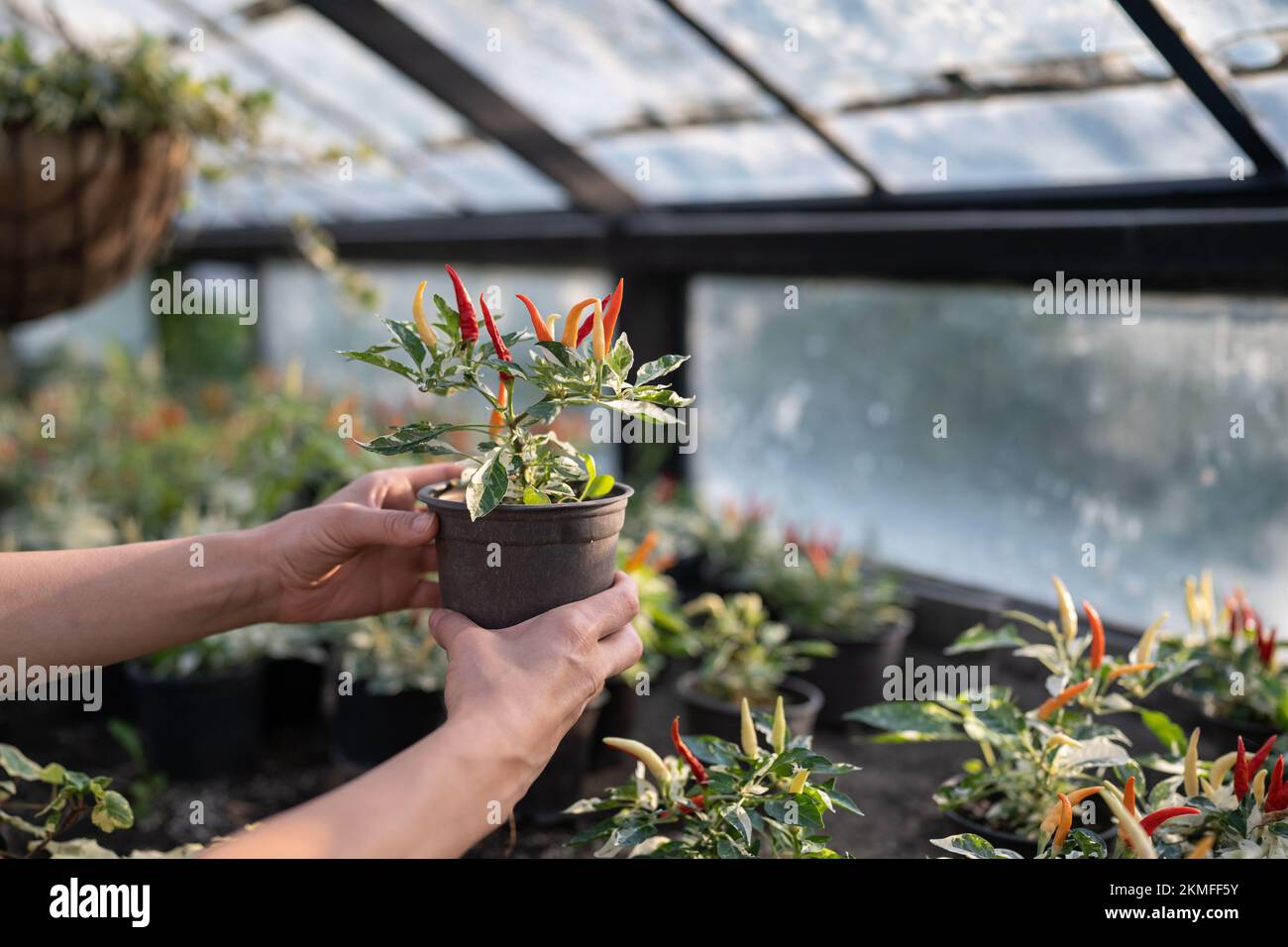 Pot avec des poivrons de paprika dans les mains agronome ou propriétaires de ferme cultivant des légumes en serre de verre Banque D'Images