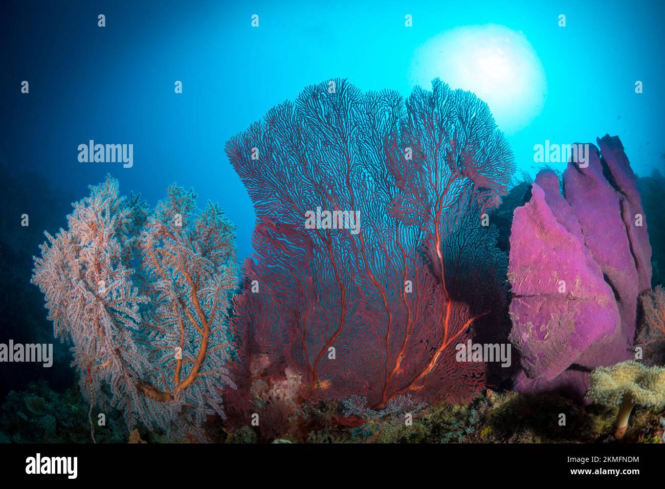 Récif de corail coloré et sain dans le Pacifique aIndo Banque D'Images