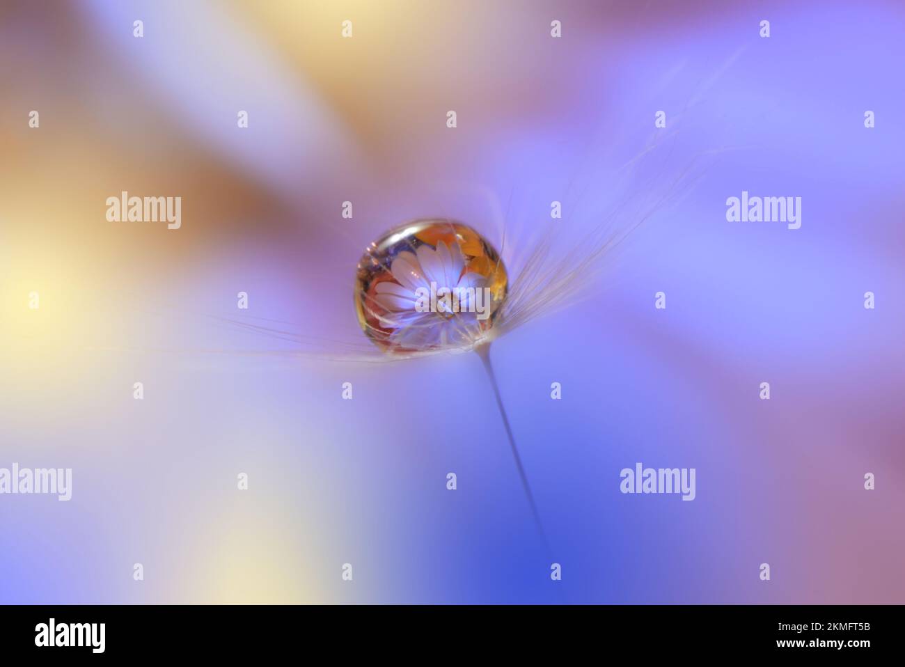 Magnifique nature arrière-plan.Floral Art Design.Abstract Macro Photography.pastel Flower.Dandelion Flowers.Blue Background.Creative Art Wallpaper. Banque D'Images