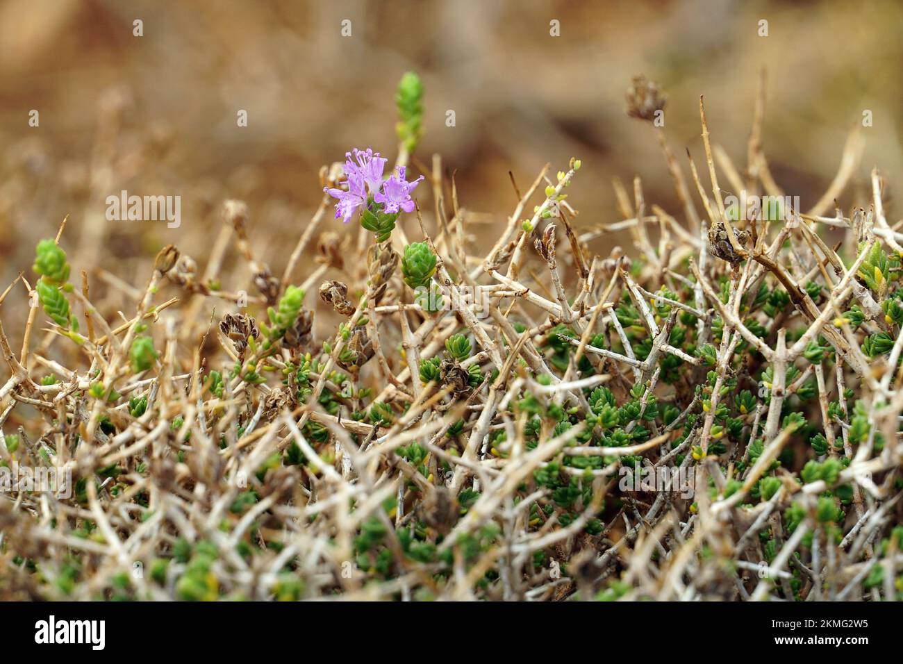 Thym perse, hysope et origan espagnol, Thymbra capitata, kakukkfű, Crète, Grèce, Europe Banque D'Images