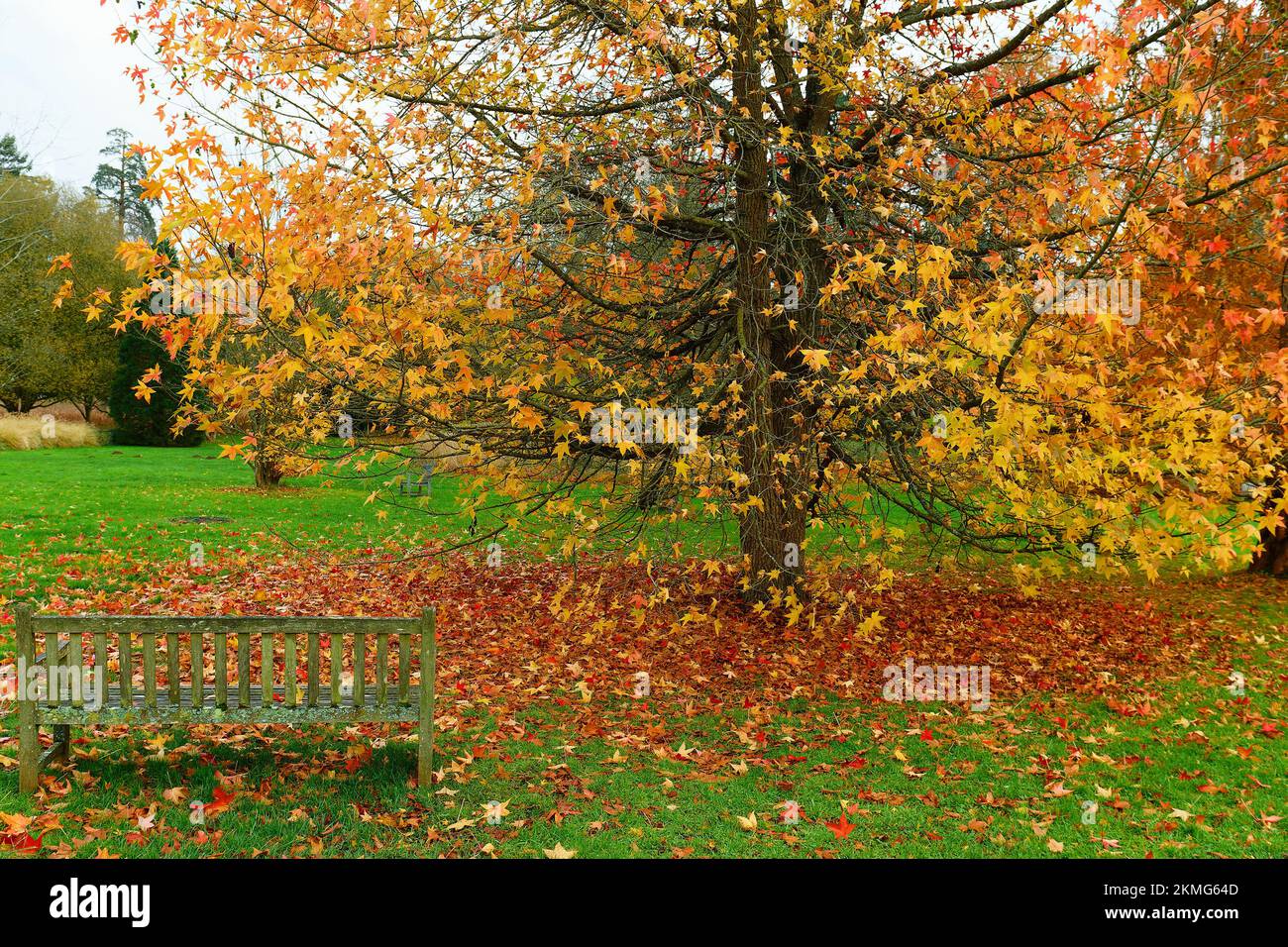 Le banc dans le parc d'automne. Feuilles d'érable jaune dans le parc de la vieille ville. . Arbre jaune d'automne. Banque D'Images