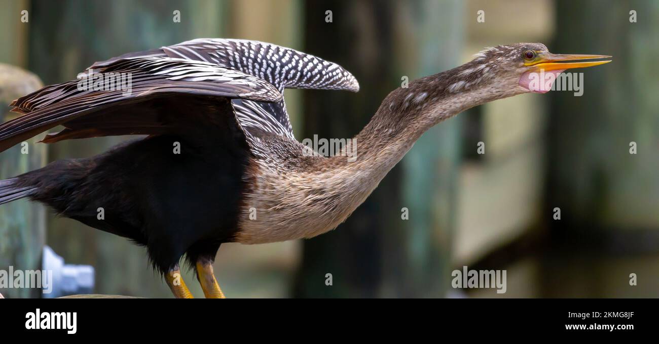 Une photo de profil de l'oiseau aquatique Anhinga sur l'île Kiawah, SC Banque D'Images